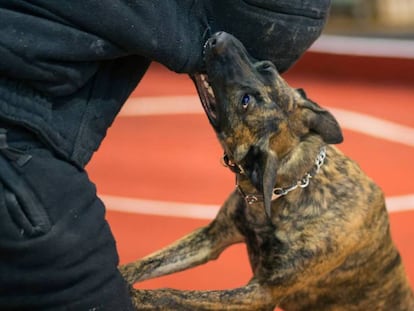 Un perro de raza presa canario en un entrenamiento en EE UU en 2016.