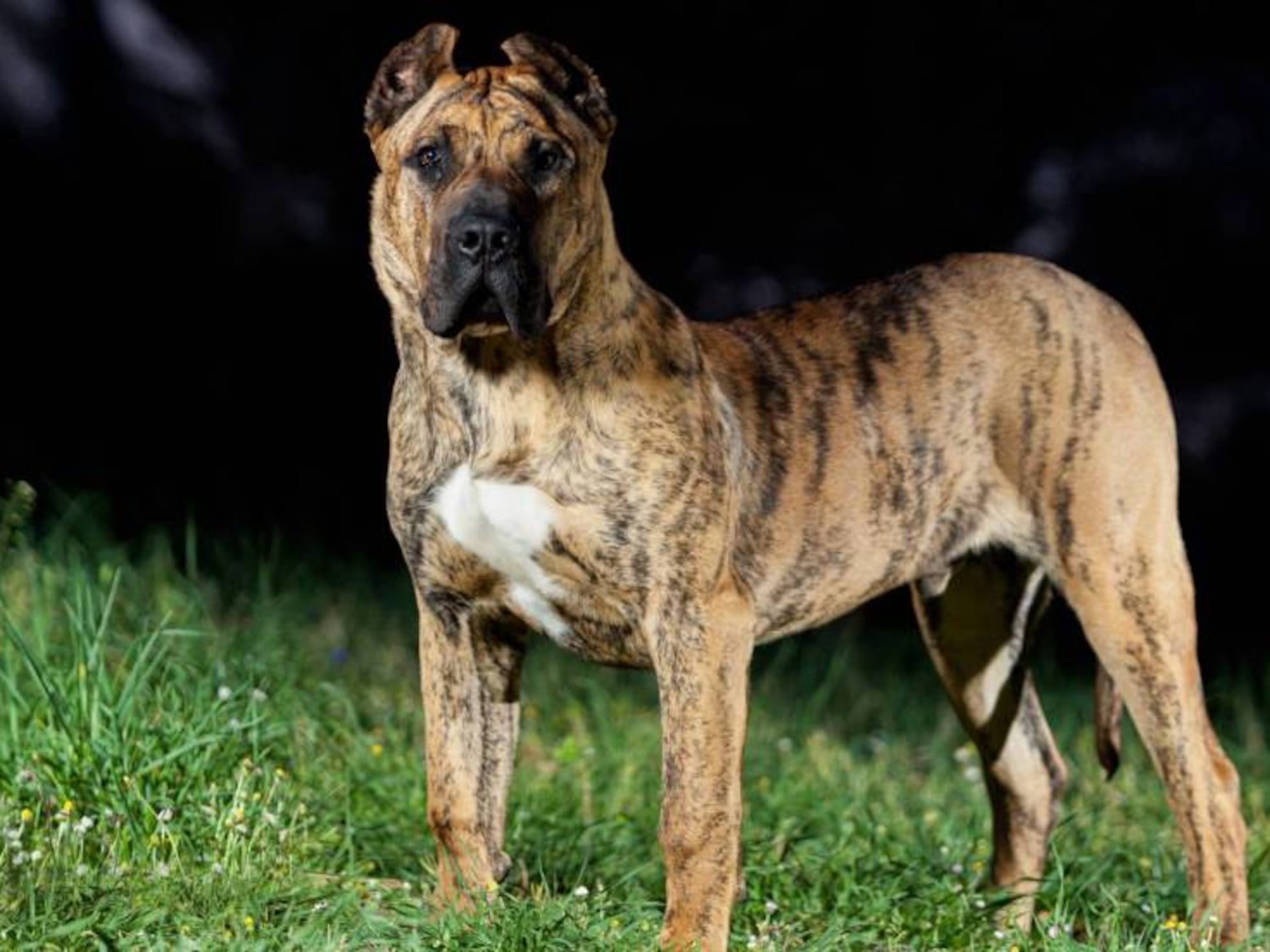 Raza Mollosso Presa Mayo Breed For Sale Presa Canario Puppies For