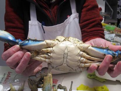 Una dependienta sostiene un cangrejo azul en su pescadería