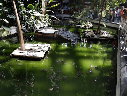 Tortugas en el estanque de la Estación de Atocha de Madrid.