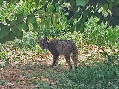 Una imagen de 'Litio' en el área metropolitana de Barcelona.En vídeo, imágenes del lince.