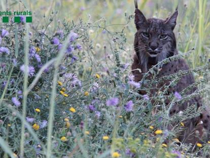 'Litio', captado en un campo cercano a Barcelona.