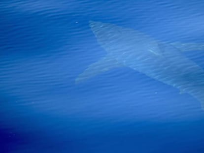 A white shark or a shortfin mako? The verdict is not in yet.