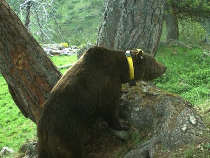 El oso Goiat, introducido en el Pirineo catalán en 2016. En vídeo, momento de la liberación de Goiat en 2016.