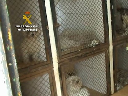 Una perrera ilegal en la Comunidad de Madrid, en una imagen de archivo / En vídeo, la operación desarrollada por la Guardia Civil en Villamanta