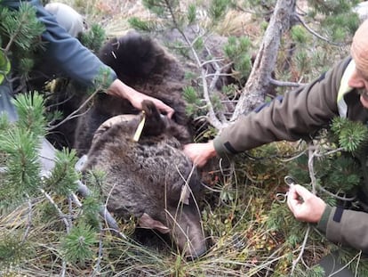 El Govern intentará reeducar al oso ‘Goiat’ antes de expulsarlo del Pirineo