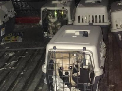 Chihuahuas rescatados en Meco.