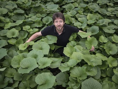 La planta de wasabi crece en el Montseny.