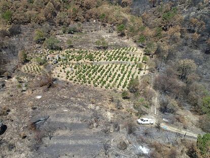 Vista aérea de un viñedo de la bodega Comando G que se salvó del incendio forestal del pasado 28 de junio.