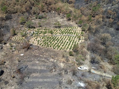 Vista aérea de un viñedo de la bodega Comando G que se salvó del incendio forestal del pasado 28 de junio.