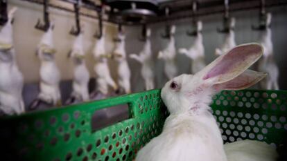 Un conejo en un matadero a la espera de ser sacrificado, en una foto de archivo. En vídeo, los momentos de tensión entre granjeros y activistas.