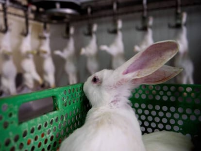Un conejo en un matadero a la espera de ser sacrificado, en una foto de archivo. En vídeo, los momentos de tensión entre granjeros y activistas.