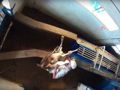 Captura del vídeo en el que Equalia denuncia el maltrato animal en el matadero Cárnicas Salvanés SL. En vídeo, imágenes de una cámara oculta en un matadero de Villarejo de Salvanés.