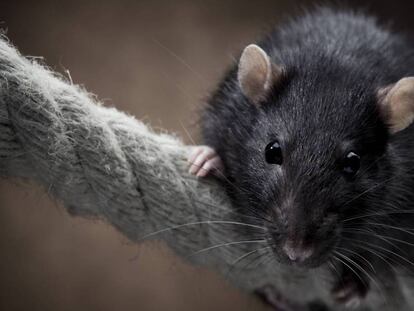 Un ejemplar de rata negra. En vídeo, imágenes del roedor.
