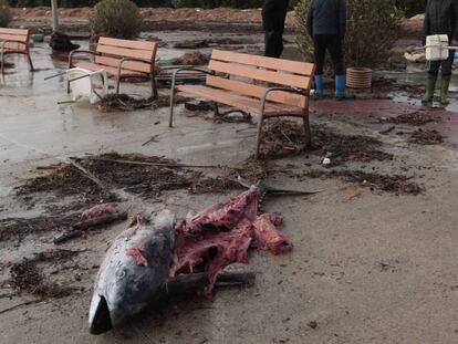 Un atún descuartizado en el paseo de l'Ampolla. En vídeo, al menos nueve muertos por los efectos de la borrasca Gloria.