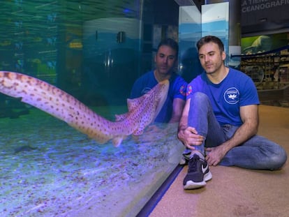 Pablo García, en el Oceanogràfic de Valencia el pasado domingo, junto a un tiburón cebra.