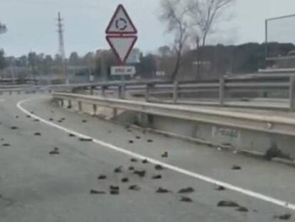 Pájaros muertos en la autovía que conecta Tarragona con Salou.