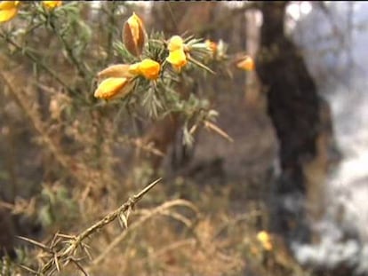 La Xunta da por controlado el incendio en las Fragas do Eume