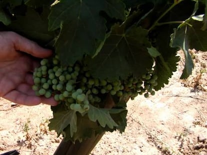 Los padres del tempranillo