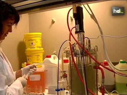 Bacterias que comen cianuro