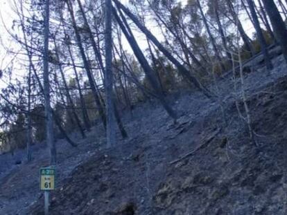 Una herramienta matemática analiza la capacidad de recuperación forestal