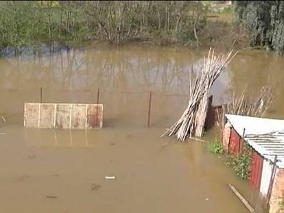 El temporal arrastra medusas tóxicas a las playas de Cádiz