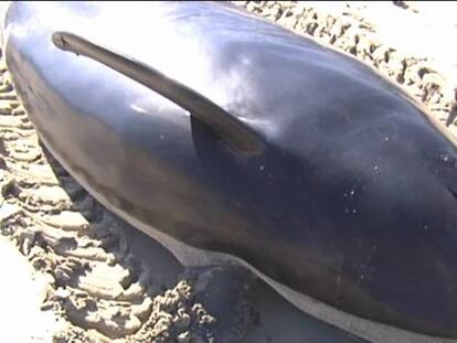 Vecinos de Bares pelean con cubos para salvar 16 calderones varados