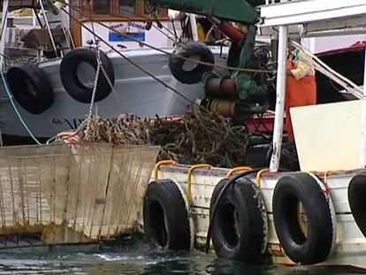 El sector mejillonero, en vilo por la evolución de la toxina