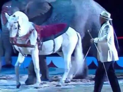 “Sin animales no hay circo”