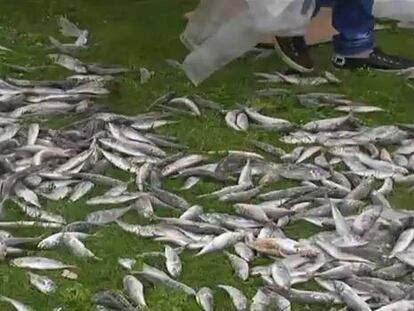 Arrojan pescado contra la Xunta para reclamar un reparto de cuotas más justo