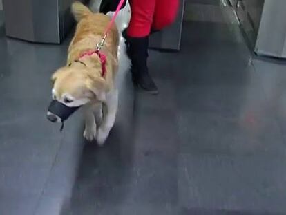 Los perros pueden viajar desde hoy en metro fuera de hora punta y con bozal