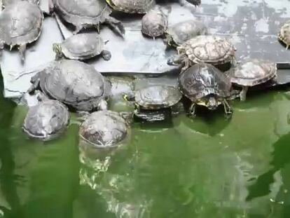 El calvario de las tortugas del jardín tropical de Atocha