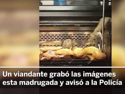 VIDEO: Police shut down Madrid bakery after rats spotted in counter