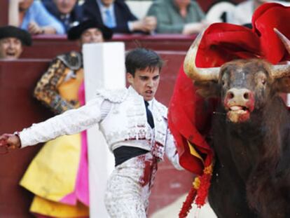 Novillo bravo, torero valiente