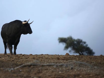 Uno de los toros seleccionados que viajaran a Las Ventas.