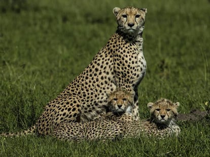 Una imagen del documental 'Conociendo a los felinos'.