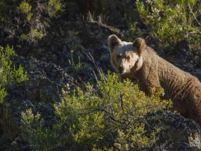 La asfixia de la naturaleza