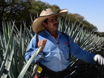 Los secretos de la tierra rojiza que da el tequila