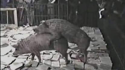 Captura del vídeo 'A Case Study of Transference' (1994), de Xu Bing. En vídeo, la polémica secuencia.