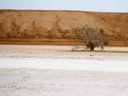 Fragmento del documental 'Los desiertos de Sonora'. En vídeo, tráiler del documental.