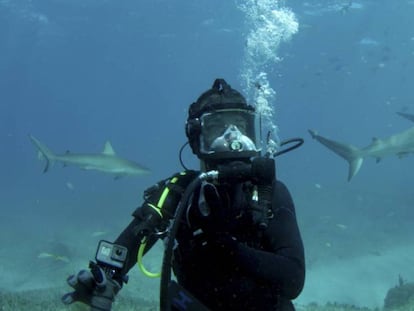 Entre tiburones hambrientos en el triángulo de las Bermudas