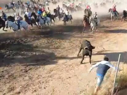 En vídeo, un hombre ha resultado herido de gravedad tras ser corneado por un novillo en los encierros de Medina del Campo EPV