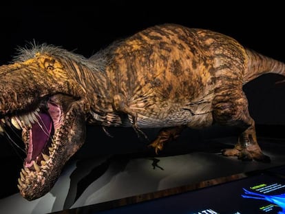 Reproducción de un ejemplar de la familia del Tyrannosaurus.