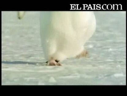 Tráiler de 'Tierra'