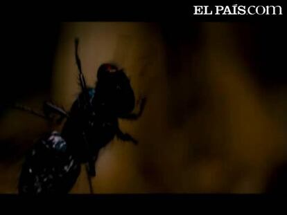 Un susto que te quitará el hipo