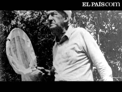 Persiguiendo a las mariposas de Nabokov