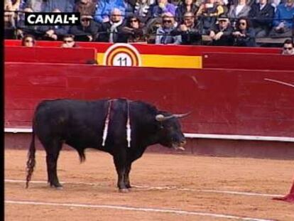 El Cid aprovecha la nobleza de sus dos toros