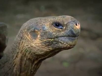 Teaser del anuncio de Ecuador para la Super Bowl.