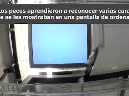 Los peces que recuerdan caras