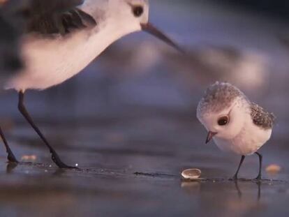 ‘Piper’ y ‘Borrowed Time’: dos cortos para superar el miedo y el duelo